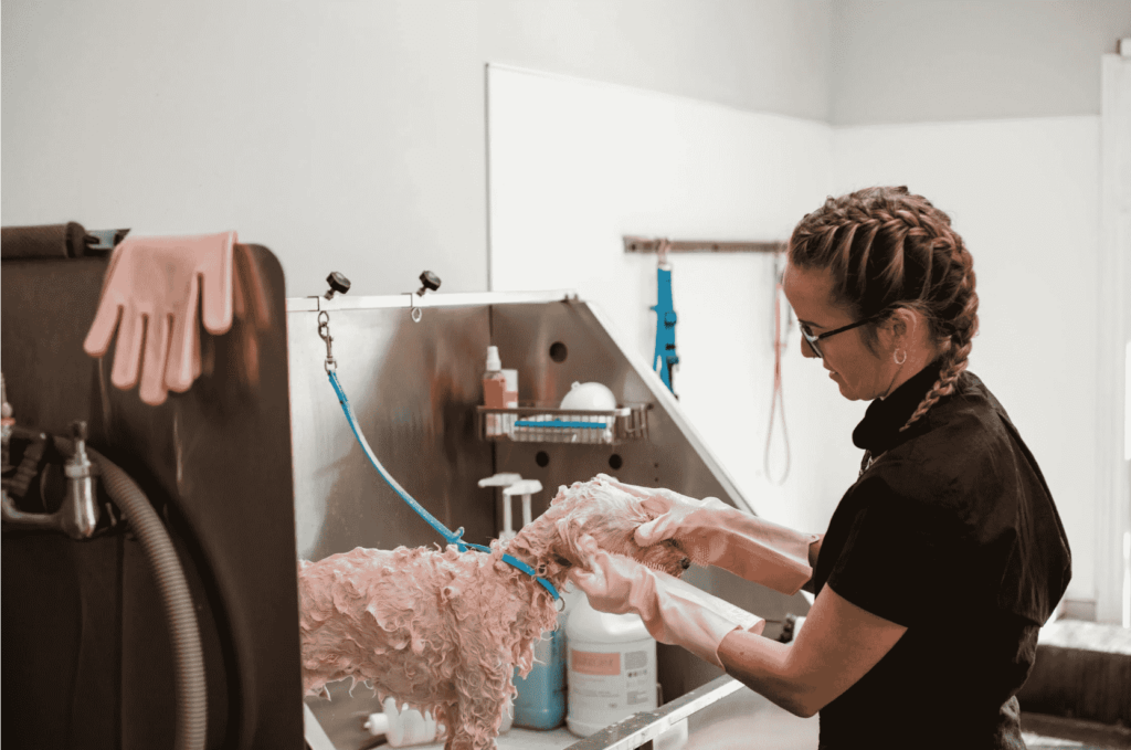 Auxiliar de Veterinária com especialização em Tosquia e Grooming
